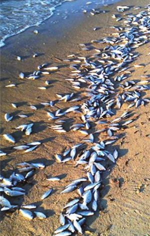 미국 메릴랜드주 체사피크만 해변에 동사한 물고기 떼가 널브러져 있는 모습. LA타임스 홈페이지