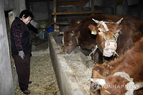 최근 강원 화천군 사내면 명월리의 한 주민이 살처분 예정인 소에게 마지막 여물을 주다 눈물을 훔치고 있다. 연합뉴스 