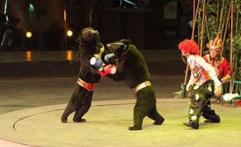 중국의 한 동물원에서 훈련받은 곰 두 마리가 치고받으며 권투쇼를 펼치는 모습. 더 선 홈페이지
