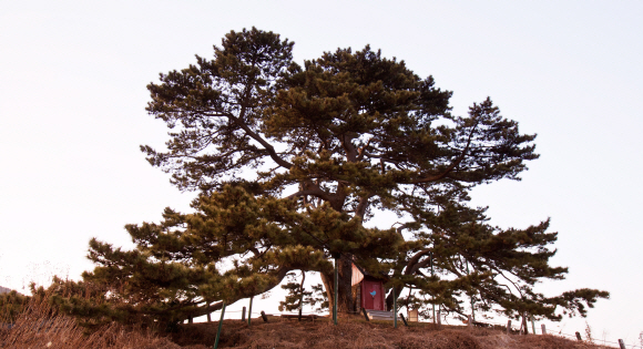 기장 죽성리 곰솔의 저녁 풍경. 모두 다섯 그루지만 한 그루의 나무처럼 균형 잡힌 생김새를 하고 있다.