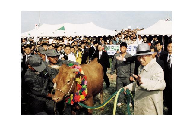 1998년 6월 고 정 명예회장이 서산농장에서 키운 ‘통일소’를 몰고 북한을 방문하는 모습. 