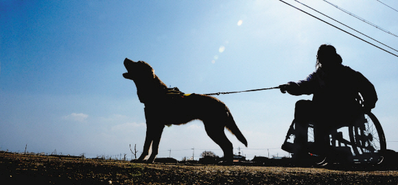 지체장애인 도우미견은 휠체어를 끌 만큼 체력이 강한 개들 가운데서 뽑는다.