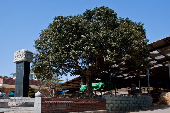 마을을 처음 일군 옛 사람의 상징으로 오백년을 살아남은 상방리 호랑가시나무.