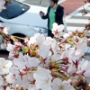 국내 가로수 중 가장 많은 나무는 벚꽃