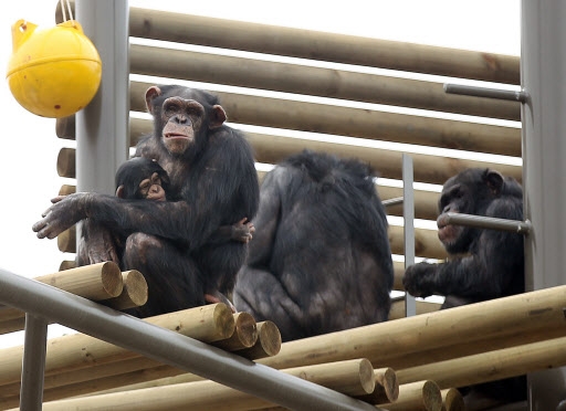 과천 서울동물원에서 침팬지들이 정글타워에서 놀고 있다. 연합뉴스