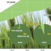 “바이오연료 만드느라 먹을 곡물 없어진다”
