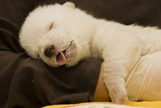지난 3월말 숨을 거둔 북극곰 ‘크누트’의 어릴적 모습.