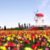 전남 튤립축제 16만명 ‘봄나들이’ 성황