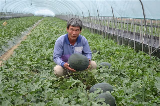 20년째 수박농사만 지었다는 이연용씨가 수확을 앞둔 흑미수박 한 통을 들고 흐뭇해 하고 있다. 롯데마트 제공 