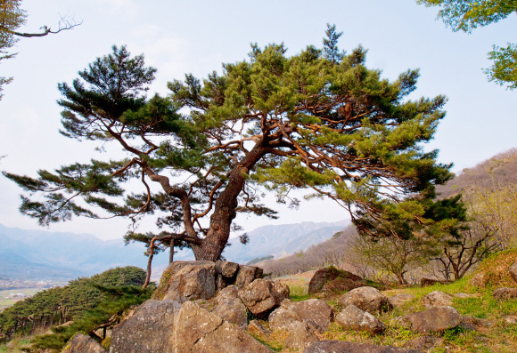 산 중턱의 커다란 너럭바위를 뚫고 솟아오른 문암송의 늠름한 기세.