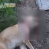 “용서 못해”… ‘동물농장’ 황구 학대사건 용의자를 찾습니다