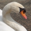 [동물이야기]백조의 노력? 진실을 말해주마