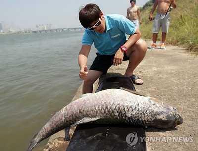 [포토] 140cm짜리 초대형 초어 한강서 발견
