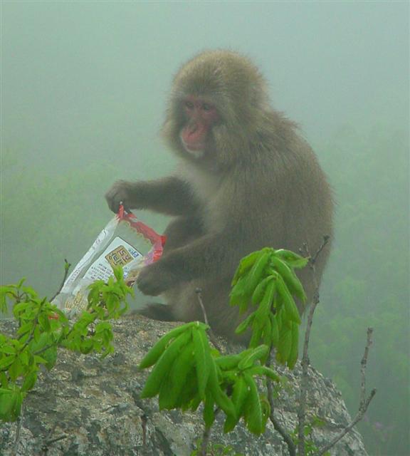 전남 해남군 흑석산에 살던 일본원숭이. 녀석은 가끔씩 사람들에게 술주정을 했던 것일까. 