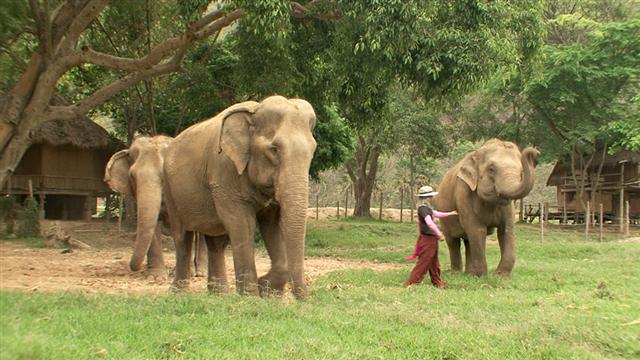 태국 관광에서 흔히 접할 수 있는 코끼리쇼. 별 생각 없이 즐기는 관광이 코끼리에게는 혹독한 훈련을 강요하는 것일 수 있다.