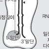 ‘마이크로RNA’ 생성 메커니즘 밝혔다
