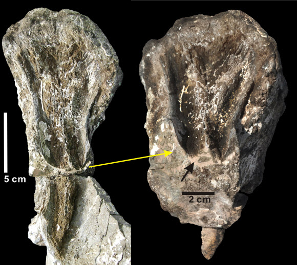 경남 하동의 중생대 백악기 초기 후반부 지층에서 나온 초식공룡 ‘부경고사우루스’의 꼬리뼈에서 세계 최대 규모의 육식공룡 이빨 자국(왼쪽)이 발견됐다. 오른쪽은 날카로운 W자 형태의 이빨 단면을 선명하게 보여주기 위해 확대한 사진이다.  부경대 제공