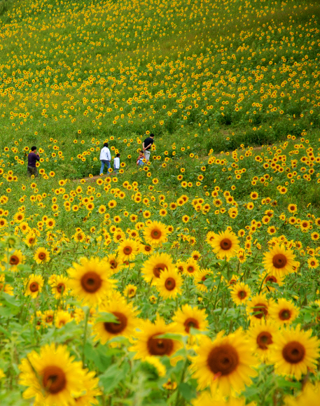 100만 송이 해바라기 꽃으로 널리 알려진 태백 구와우 마을. 8월 초 만개하기 시작해 중순쯤 절정에 달한다.