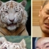 헉! 임재범과 호랑이가 이렇게 닮을 수가?