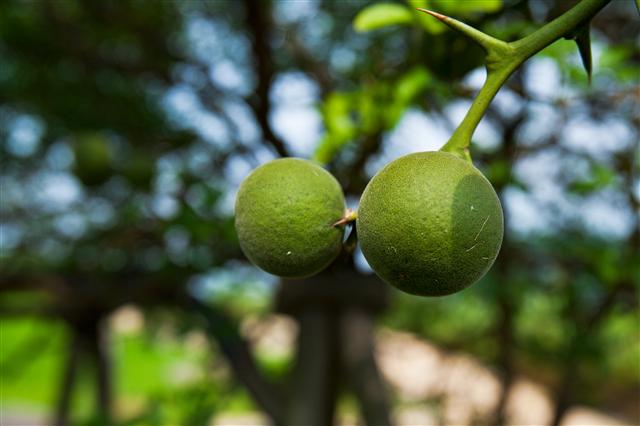 사기리 탱자나무에서 맺은 탱자 열매.