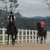 [Weekend inside] 귀족스포츠’ 이미지 벗고 대중 곁으로 다가온 승마