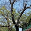 [고규홍의 나무와 사람이야기] (46) 천안 광덕사 호두나무