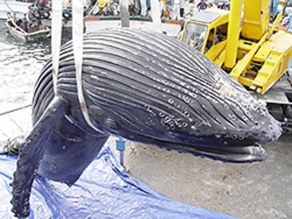 지난 2004년 9월 경북 울진군 죽변항 연안에서 포획된 혹등고래 모습. 긴수염고래과인 흑등고래는 귀지에 성장륜이 새겨진다.