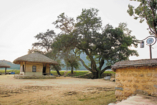 우리 시대의 마지막 주막으로 남은 예천 삼강주막 뒤란에 서 있는 회화나무 풍경.