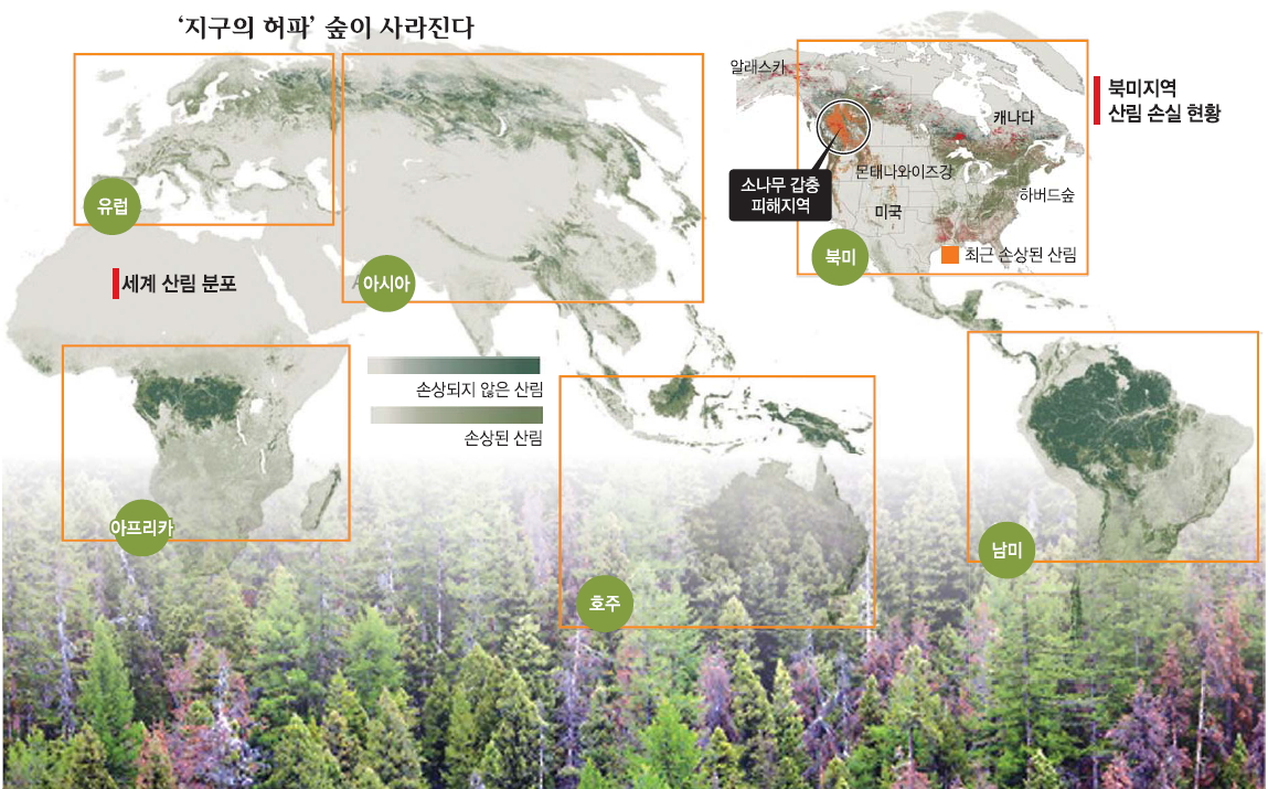 해충 피해를 입은 미국 몬태나 주의 최근 소나무 숲 전경. 소나무는 상록수지만 온난화 탓에 늘어난 소나무 갑충이 나무를 공격하면서 잎의 색깔이 붉은색으로 변했다. 뉴욕타임스 홈페이지