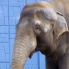 어린이대공원 코끼리 터줏대감 ‘태산이’ 숨져