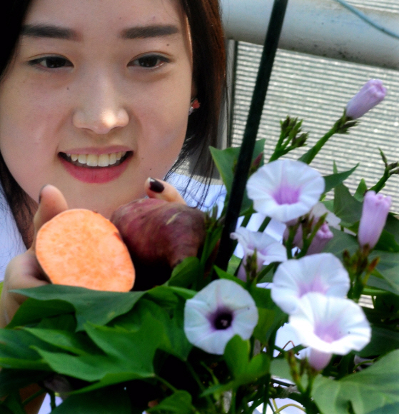 농진청 바이오작물센터에서 연구개발한 컬러고구마가 꽃망울을 터뜨렸다. 컬러고구마는 먹을거리에 색(色)을 입힌 대표적인 컬러농산물이다. 전남 무안=이종원 선임기자 jongwon@seoul.co.kr