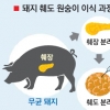 돼지 췌도 원숭이 이식… 당뇨완치 ‘새 빛’