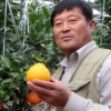 충주서도 한라봉 나온다