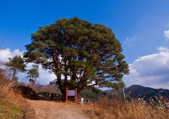 무주 구천동 가는 길목의 낮은 동산 기슭에 서 있는 아름다운 생김새의 삼공리 반송.