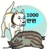 멧돼지 사냥개 ‘귀하신 몸’