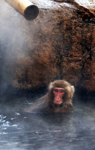으~ 시원해 한파엔 온천이야 에버랜드 동물원 몽키밸리의 일본원숭이가 인공 온천에서 온천욕을 즐기고 있다.  