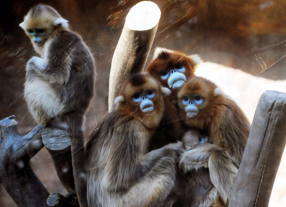 혹한이 견디기 힘든 듯 서로 꼭 끌어안고 있는 황금 원숭이 가족(에버랜드 동물원).   