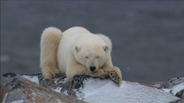 지구온난화 등의 영향으로 생존에 위협을 받고 있는 북극곰을 조명하고 해결방법을 모색한 KBS 1TV 환경스페셜의 한 장면.  KBS 제공