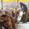 [커버스토리-축산농가 울리는 ‘소값 파동’] “천연사료·공동가공-판매점… 가격파동 몰라요”