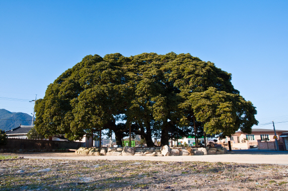세 그루가 바짝 붙어서 한 그루의 큰 나무 형상을 이룬 전남 장흥군 관산읍 삼산리 후박나무군.