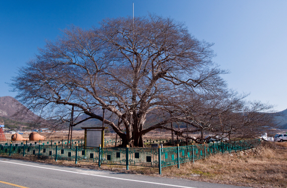 강진 고려청자박물관 옆 도로변에 우뚝 서서 사람의 들고남을 지켜본 사당리 당전마을 푸조나무.