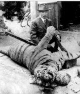 1921년 한반도 남쪽에서 ‘마지막’으로 잡힌 경주 대덕산 호랑이. 한국호랑이는 일제강점기인 1915∼1942년 해로운 짐승을 없앤다는 이유로 97마리가 남획됐다.
