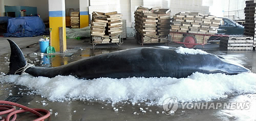 지난해 12월 경주 앞바다에서 혼획된 밍크고래가 울산 방어진항 위판장에서 7천만원에 낙찰된 모습. 연합뉴스