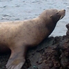 [바다이야기 2제] 제주에 바다사자