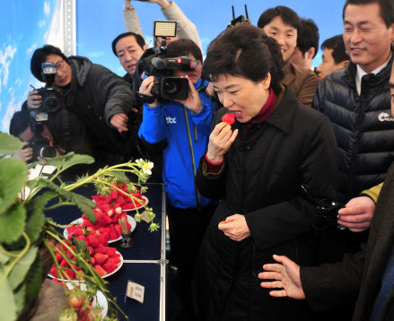 박근혜, 강원 민생탐방  2일 강원 지역을 방문한 새누리당 박근혜 비상대책위원장이 강릉시에 있는 농촌진흥청 고령지연구센터 강릉시험지를 찾아 딸기를 맛보고 있다. 강릉 연합뉴스