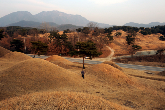 지방 호족의 무덤으로 보이는 봉분 200여기가 밀집돼 있는 선산 낙산리 고분군.