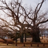 [고규홍의 나무와 사람이야기] (73) 대구 도동서원 ‘김굉필 나무’