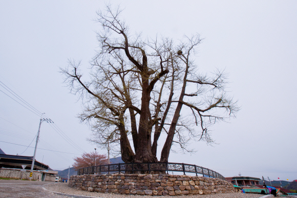 1200년 동안 사람살이를 지킨 마을 당산목이자 수호목으로 살아남은 영월 하송리 은행나무. 