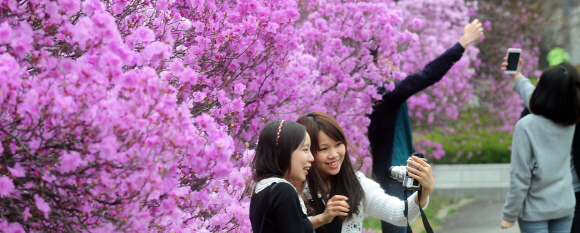 연세대학교 교정에 활짝 핀 진달래꽃 향기를 즐기러 나온 학생들이 사진을 찍으며 봄을 만끽하고 있다.  안주영기자 jya@seoul.co.kr