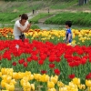 튤립밭 추억한장 찰칵